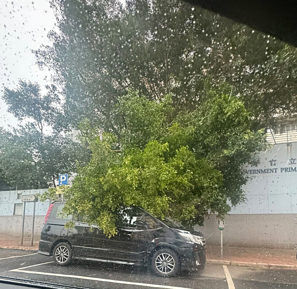 大樹壓中一輛私家車。fb：筲箕灣西灣河關注組