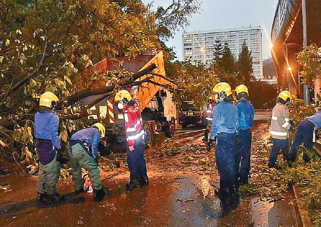■荔枝角荔寶路有一棵三十米高的大樹塌下，壓中兩部停泊路旁貨車。