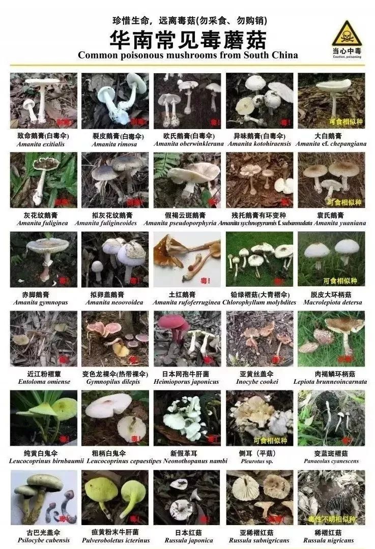 深圳市卫健委列出华南最常见的有毒野生蘑菇，警告市民不要食用。