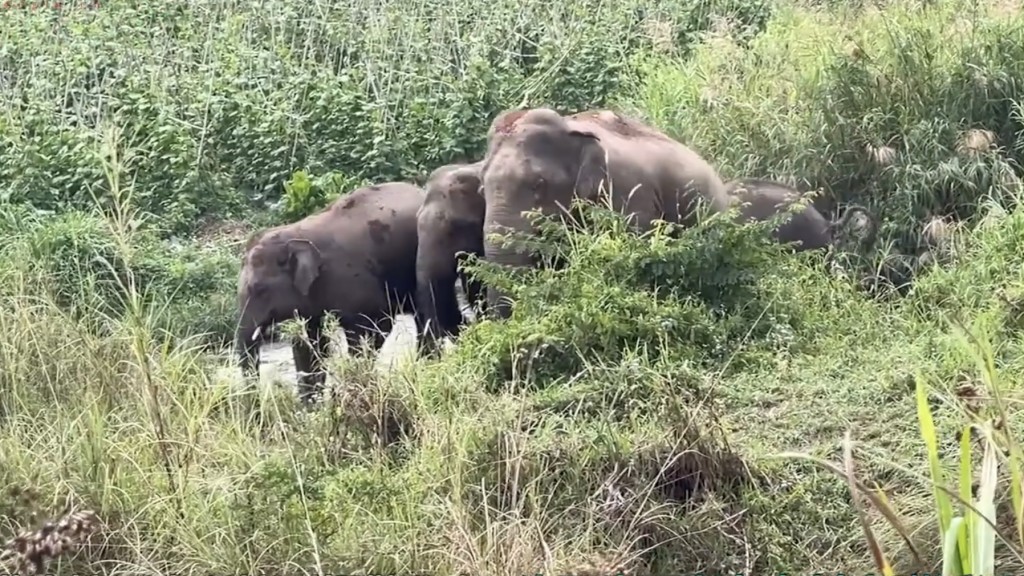 野生亞洲象在勐滿邊境派出所轄區活動。