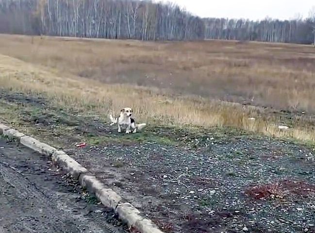 一隻小狗被狠心主人遺棄在西伯利亞一個巴士站半年,一直不願離去。網圖