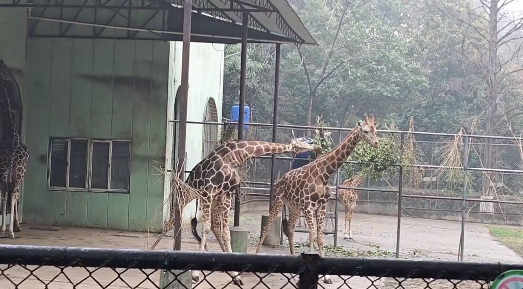 南京動物園長頸鹿打架上演「自由脖擊」。抖音@想吃栗子嘛*