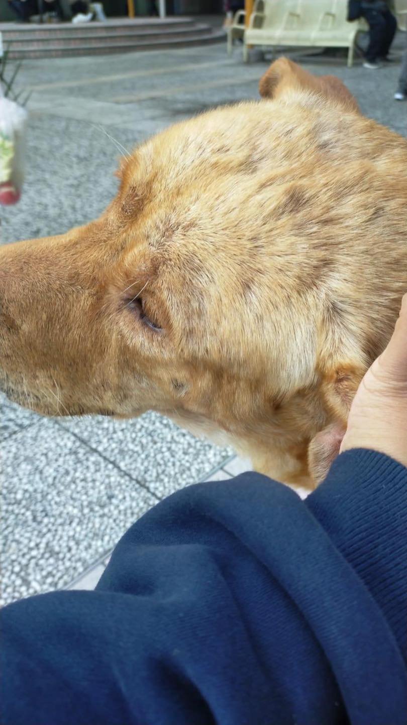 唐狗遇襲後留在原地。專頁「東涌喵 Tung Chung Cat Future」
