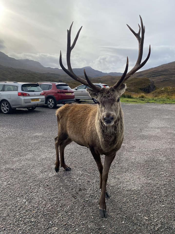 苏格兰传奇网红鹿卡勒姆因为爱在停车场迎接游客而出名。