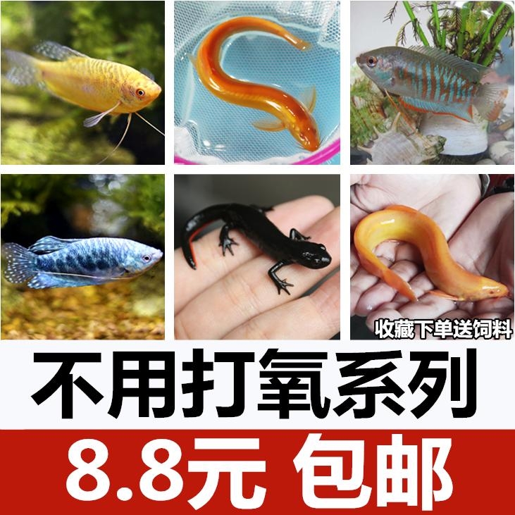 無良商家推「寵物盲盒」販賣的都是活體動物。