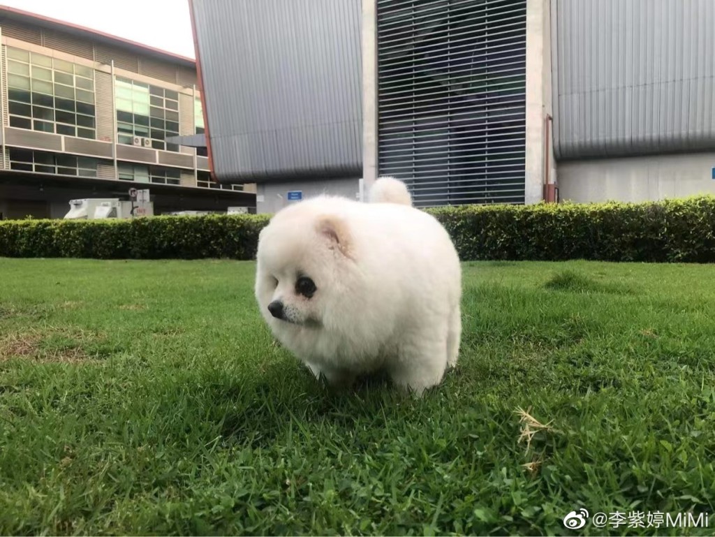 李紫婷早前決定將愛犬接到內地一同生活。