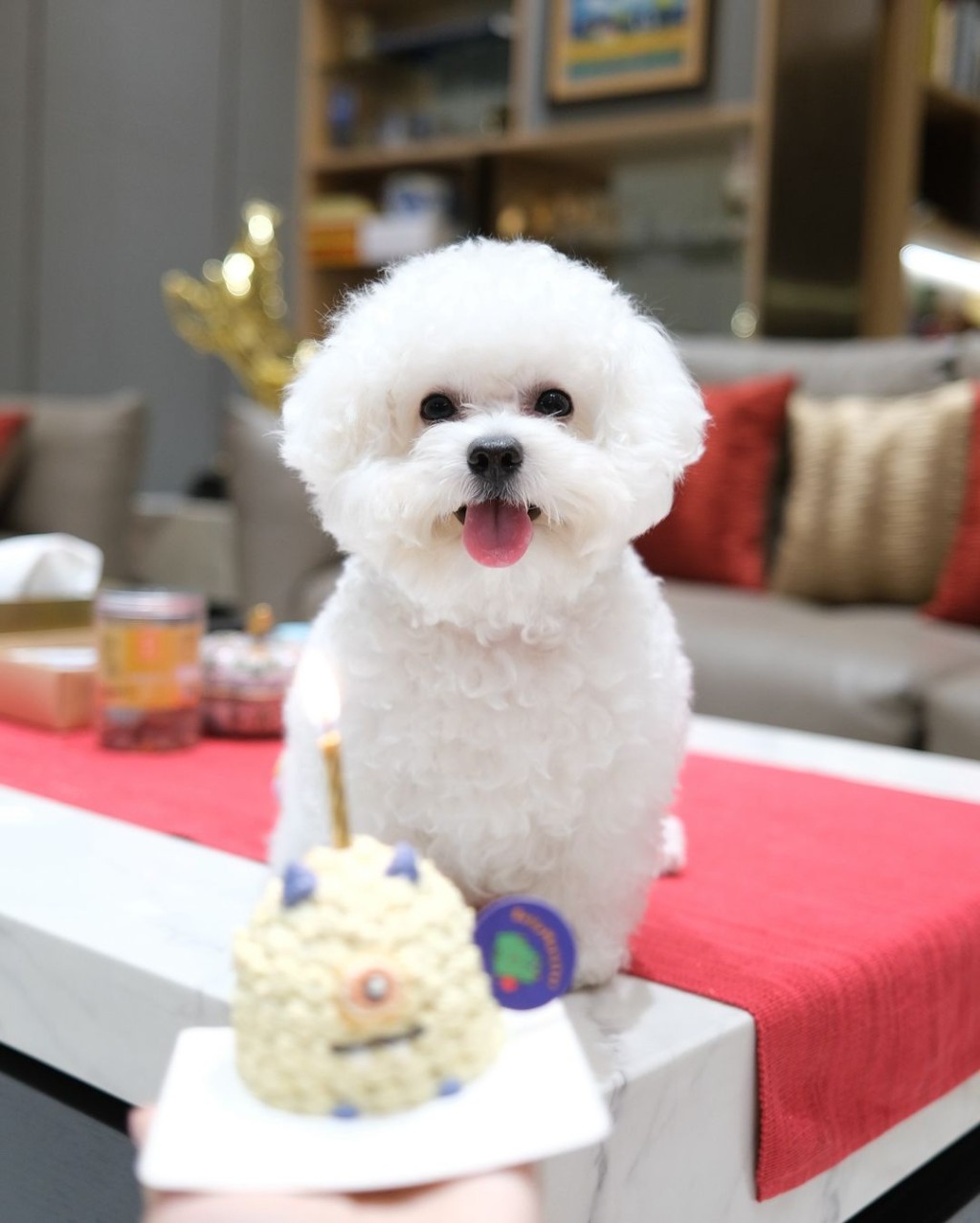 陳懿德在客廳為愛犬影相,狗狗站在茶几上擺出各種可愛表情。 陳懿德在客廳為愛犬影相,狗狗站在茶几上擺出各種可愛表情。