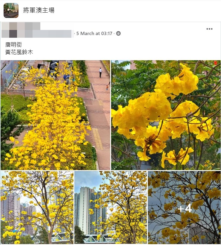 網民推介唐明街公園。fb「將軍澳主場」截圖