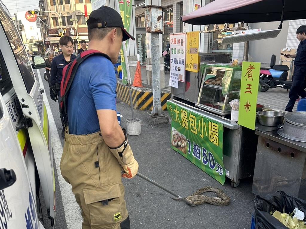屏東有男子帶寵物蟒蛇出街時,被纏頸致暈倒撞地跌穿頭。中時 屏東有男子帶寵物蟒蛇出街時,被纏頸致暈倒撞地跌穿頭。中時