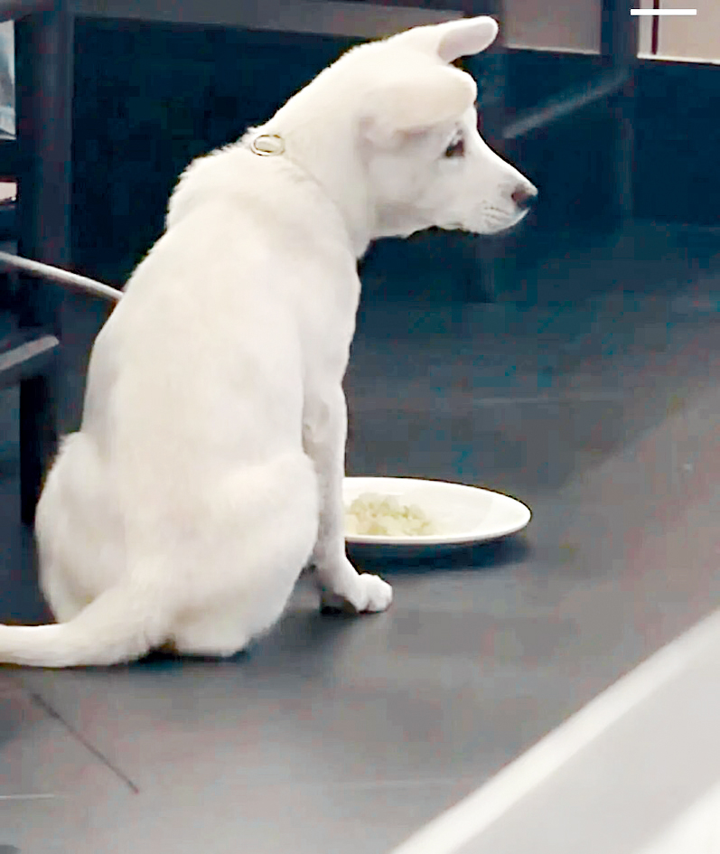 顾客携宠物狗进入食肆用餐。