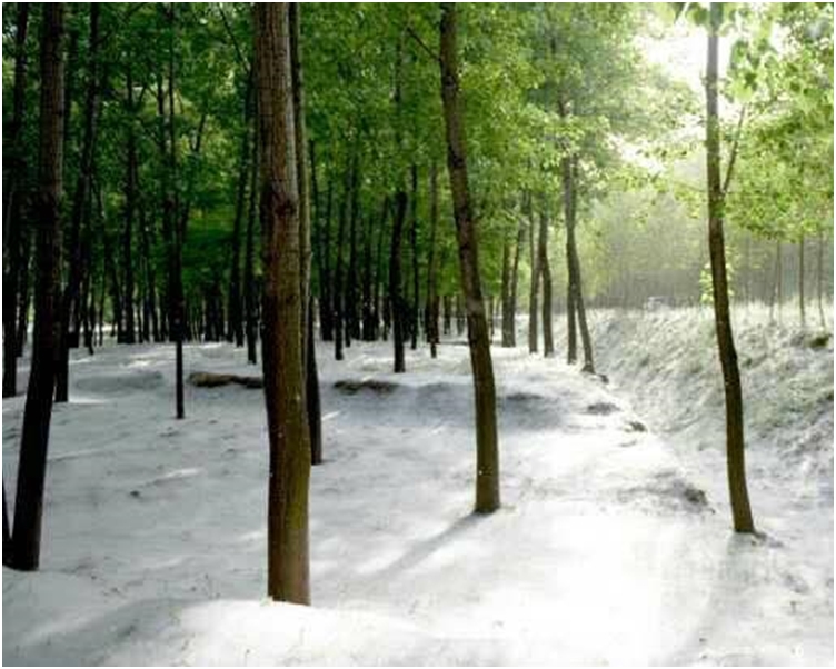 不时因杨絮而起火。