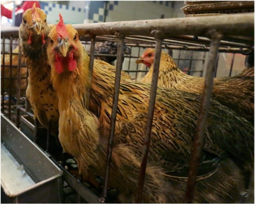 Lekwa市爆發高致病性H5N8禽流感。資料圖片