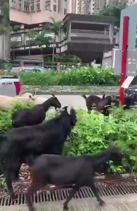 一群羊在馬路旁花槽覓食。網上截圖