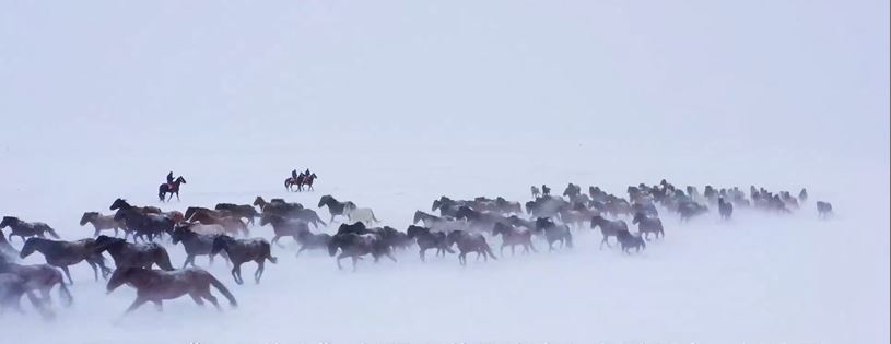雪地上的馬群如同一幅水墨丹青。