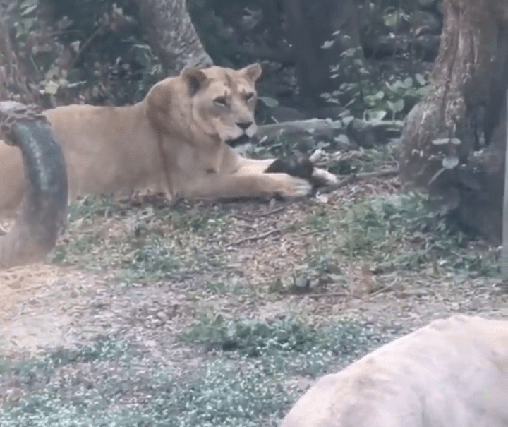 民眾隔著玻璃看到母獅吞食小獼猴。 社會事影音社群。 社會事影音社群