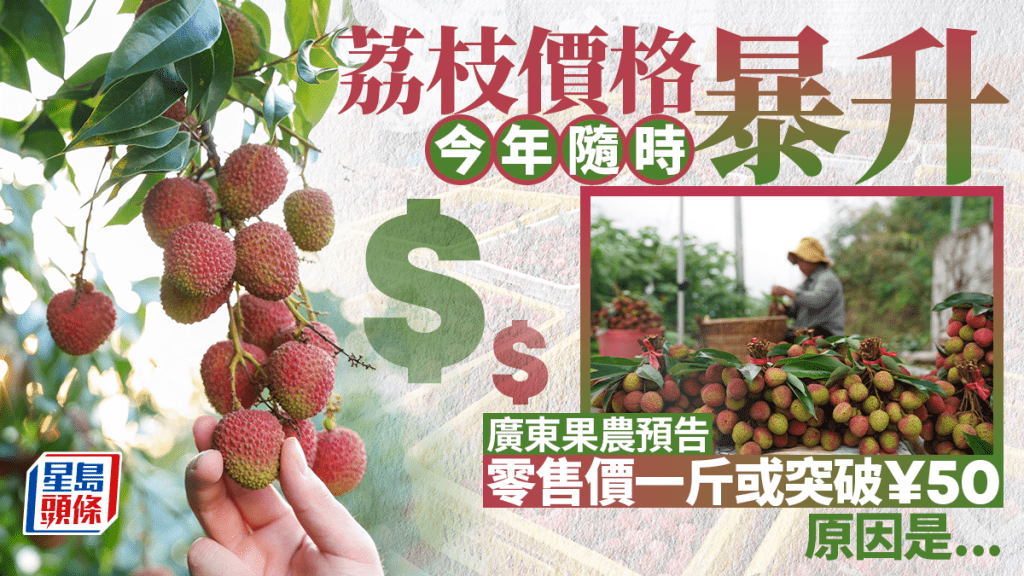 廣東果農預告今年荔枝價格或大漲。