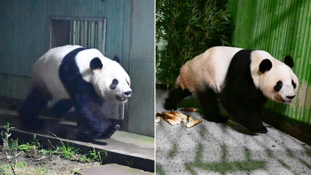 大熊貓「曉曉」（左）「蕾蕾」回到家鄉。 中新社