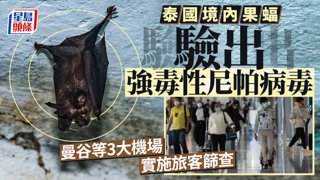 泰國境內果蝠驗出強毒性尼帕病毒  曼谷等3機場實施旅客篩查
