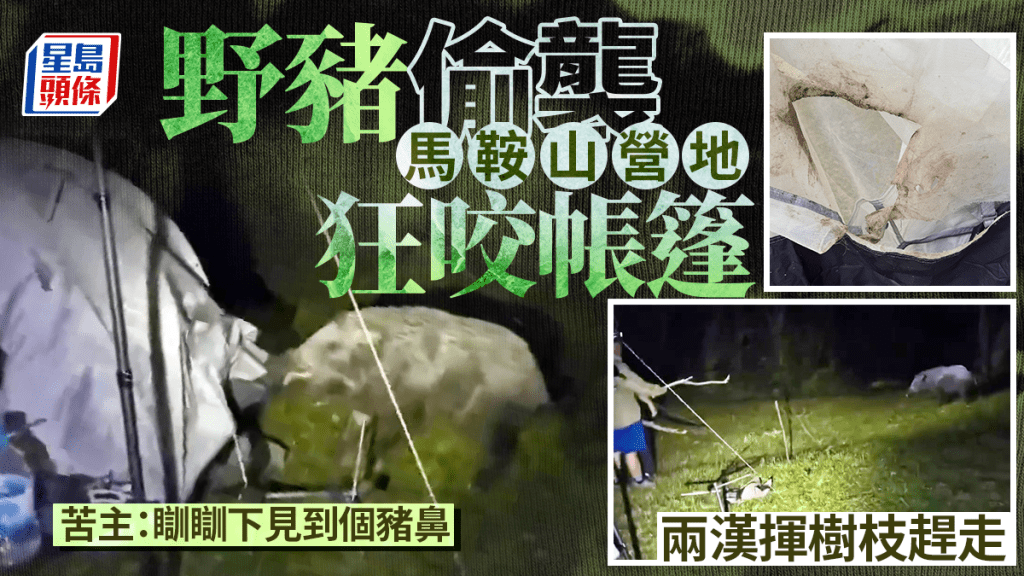 野豬夜襲馬鞍山營地狂咬帳篷 兩漢揮樹枝趕走 苦主：瞓瞓下見到個豬鼻