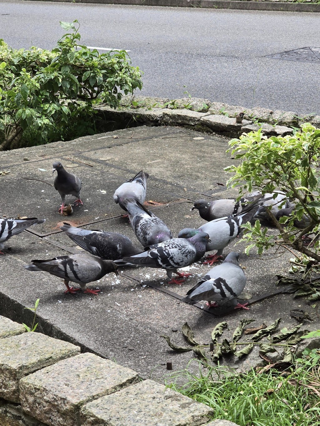 寶林街坊上載野鴿在花槽聚集的相片。fb「將軍澳主場」圖片