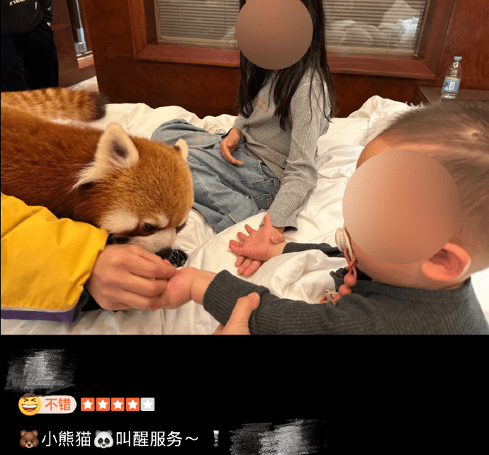 重慶五星酒店小熊貓Morning Call,因動物與兒童自由互動惹議。 重慶五星酒店小熊貓Morning Call,因動物與兒童自由互動惹議。