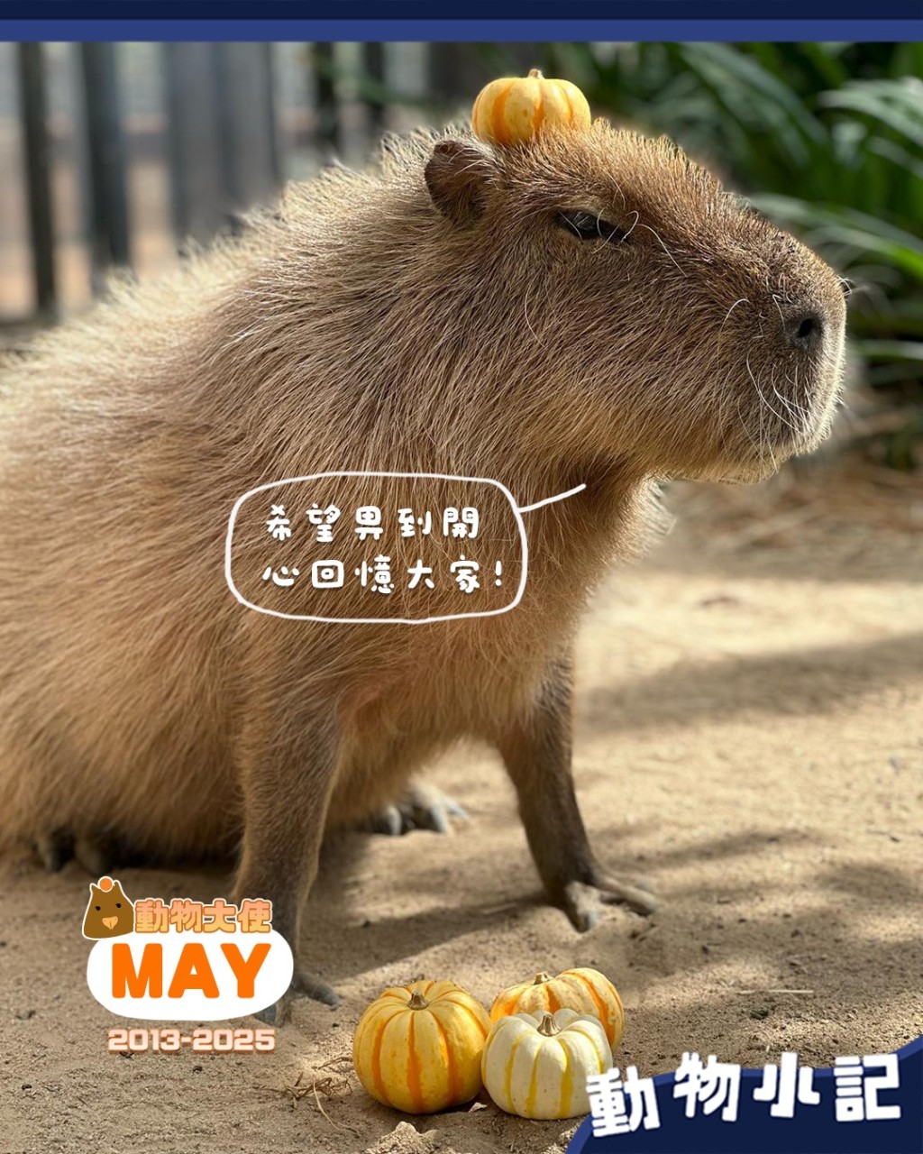 海洋公園指水豚「阿May」已被人道處理。