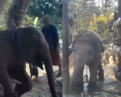 泰國觀光業者虐象的影片曝光。(網圖)