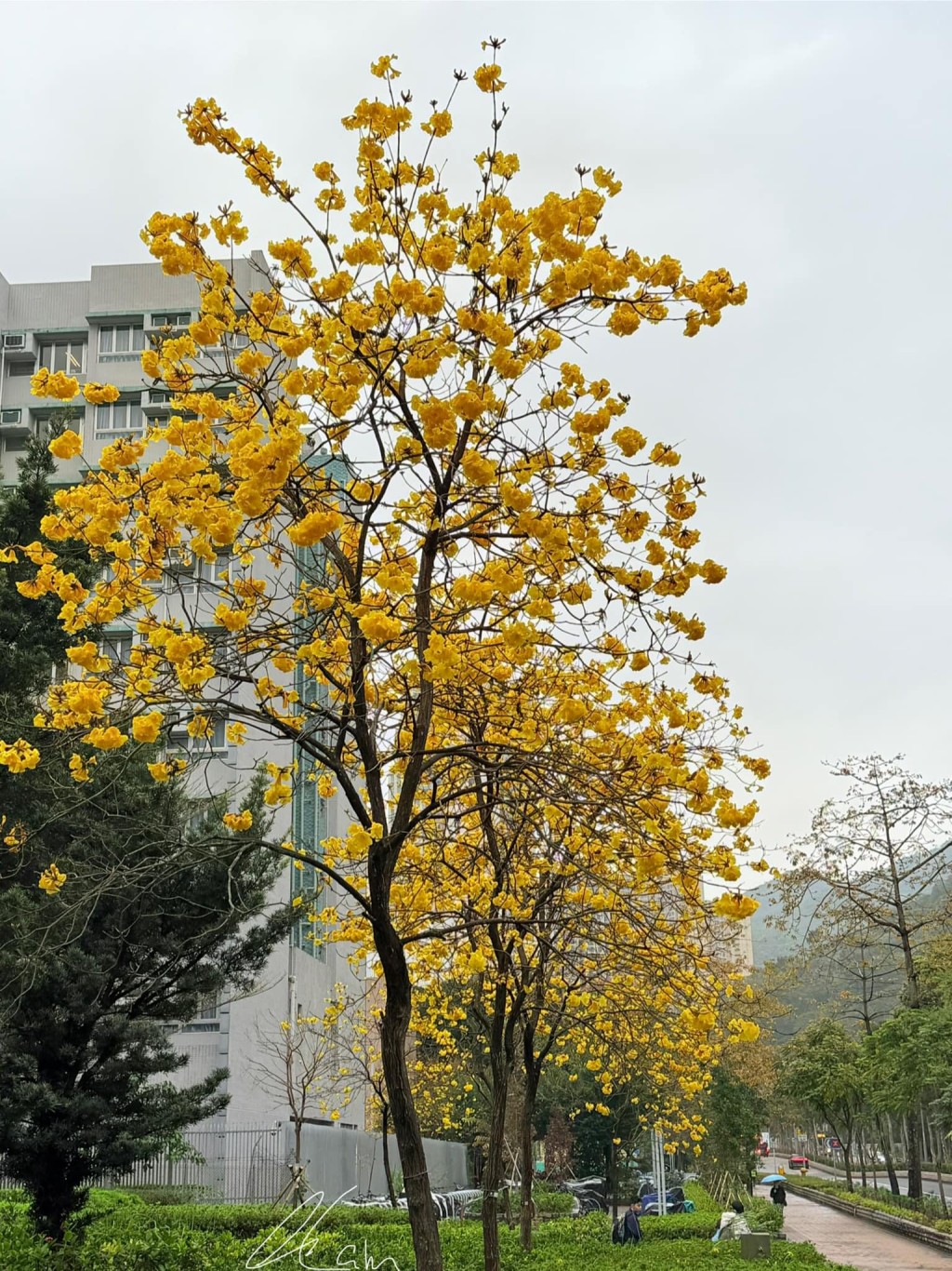 唐明街公園花開滿樹。Winnie Lam圖片授權