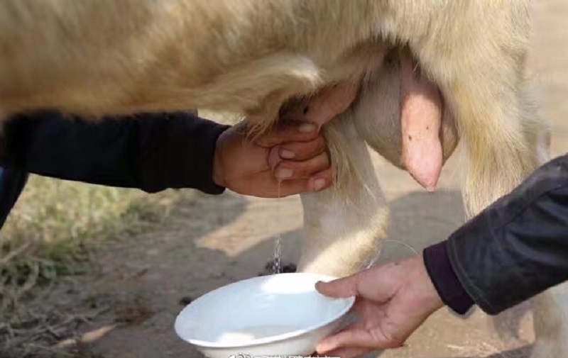 石家莊有一隻公羊能產奶。網上圖片