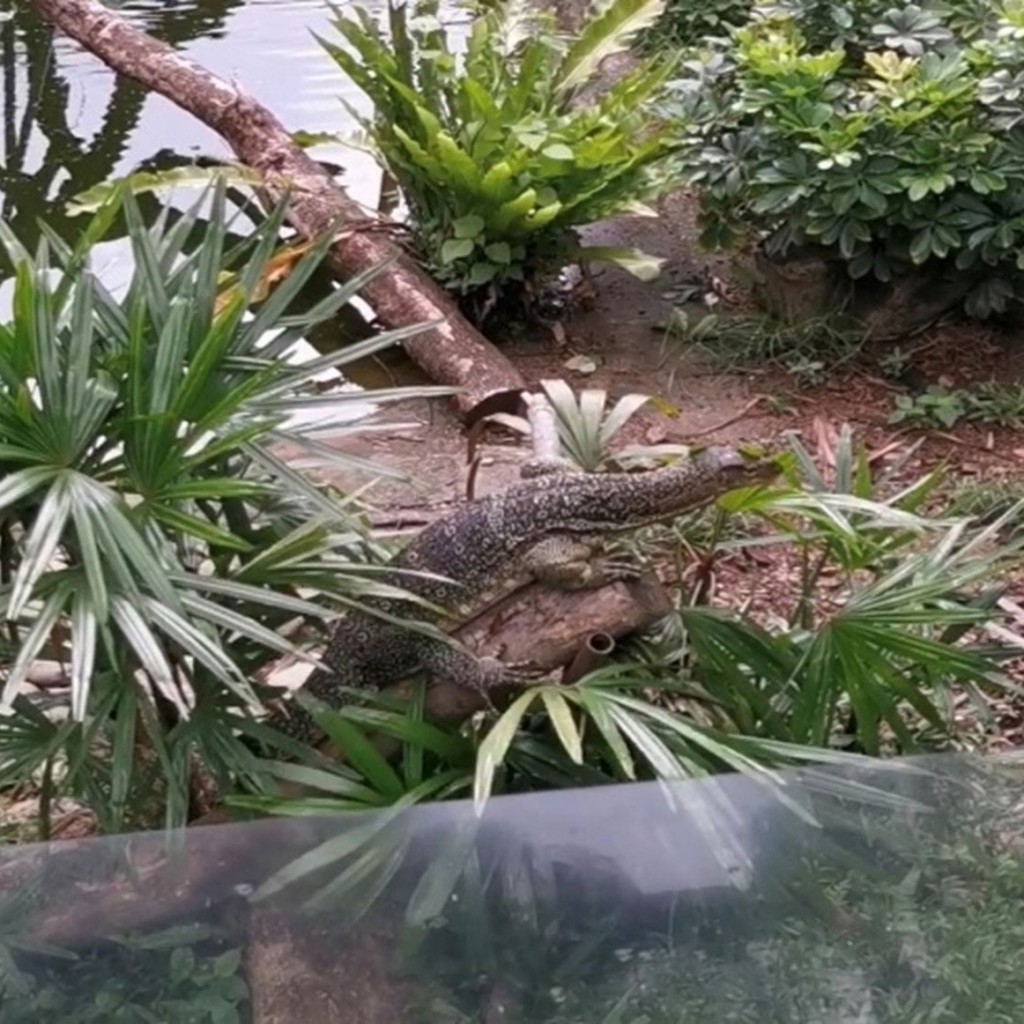 水巨蜥Aberdeen身長約1.5米。嘉道理農場暨植物園FB圖片