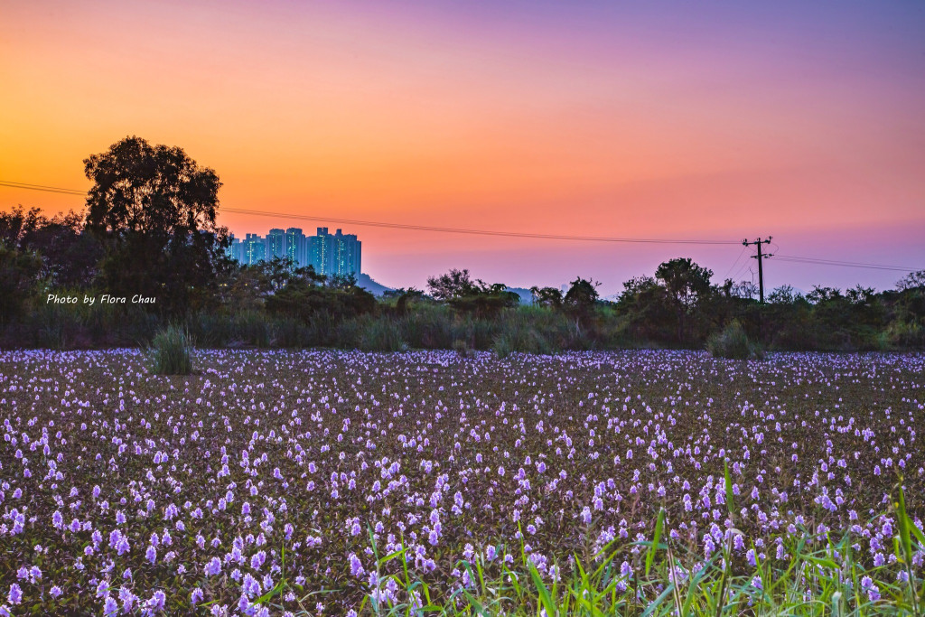 網民在元朗盛屋村拍得藍花滿塘美景。網民Flora Chau圖片