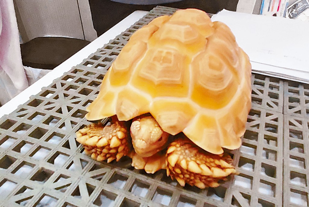 被盜的白化盾臂龜「雲呢拿」。