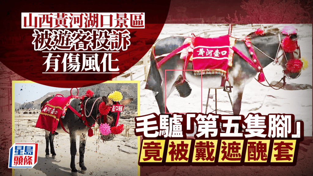 人類的錯︱黃河壺口毛驢Model  一個原因被罰「戴套」