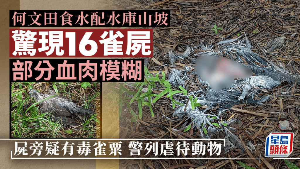 何文田食水配水庫山坡驚現16雀屍 部分血肉模糊 警列虐待動物