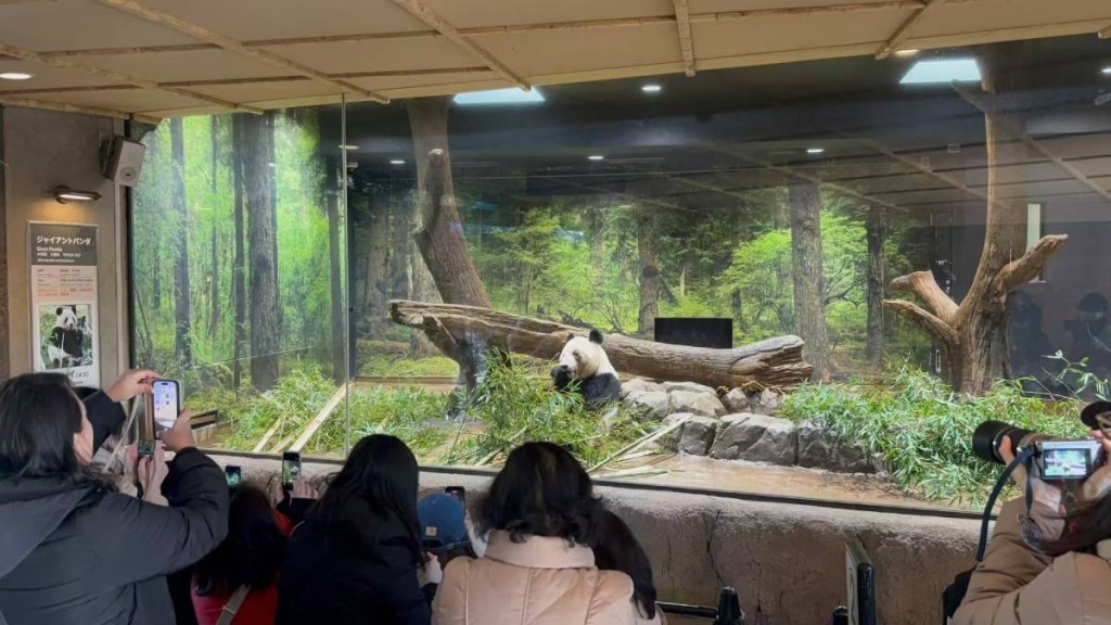 「曉曉」和「蕾蕾」即將回國，吸引大量日本民眾與牠們道別。Ｘ@sakuranohana_cj