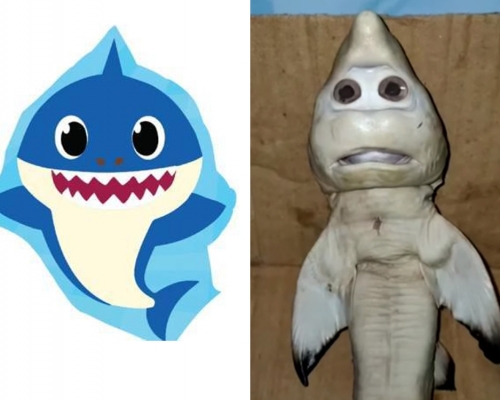 印尼渔夫母鲨肚内惊见人脸幼鲨鱼，有网民称 似足Baby Shark。（网图）