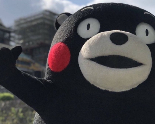 日本熊本熊。網圖 