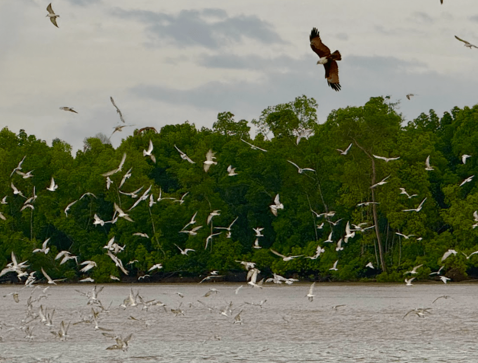 近千隻野生雀鳥在空中盤旋飛舞，追逐搶食，場面震撼。