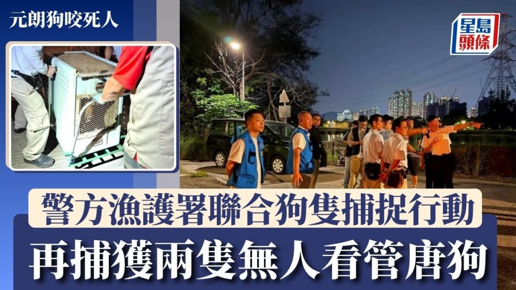 元朗狗咬死人｜警方漁護署聯合狗隻捕捉行動 再捕獲兩隻無人看管唐狗