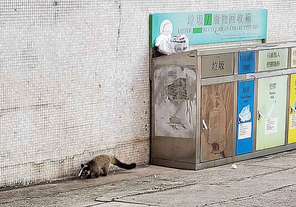 2020-08-06 柴灣康翠台一隻果子狸垃圾桶覓食。資料圖片