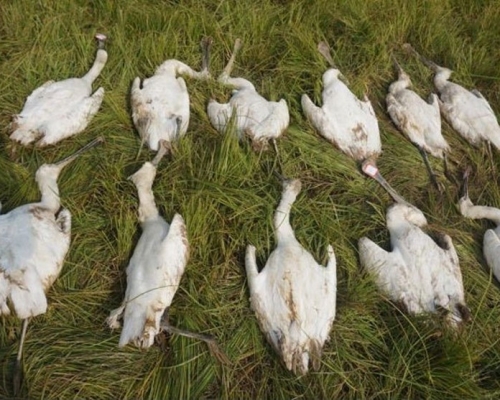 国家二级保护野生动物白琵鹭被毒杀。网图