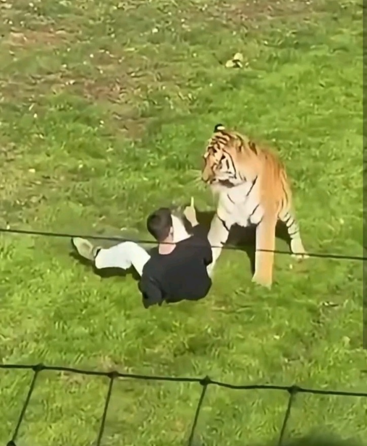 William上周六擅闖約克郡野生動物園的老虎活動區,最終被東北虎襲擊傷重致死。 William上周六擅闖約克郡野生動物園的老虎活動區,最終被東北虎襲擊傷重致死。
