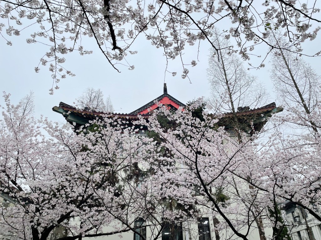 南京古雞鳴寺景區櫻花處處。 網圖