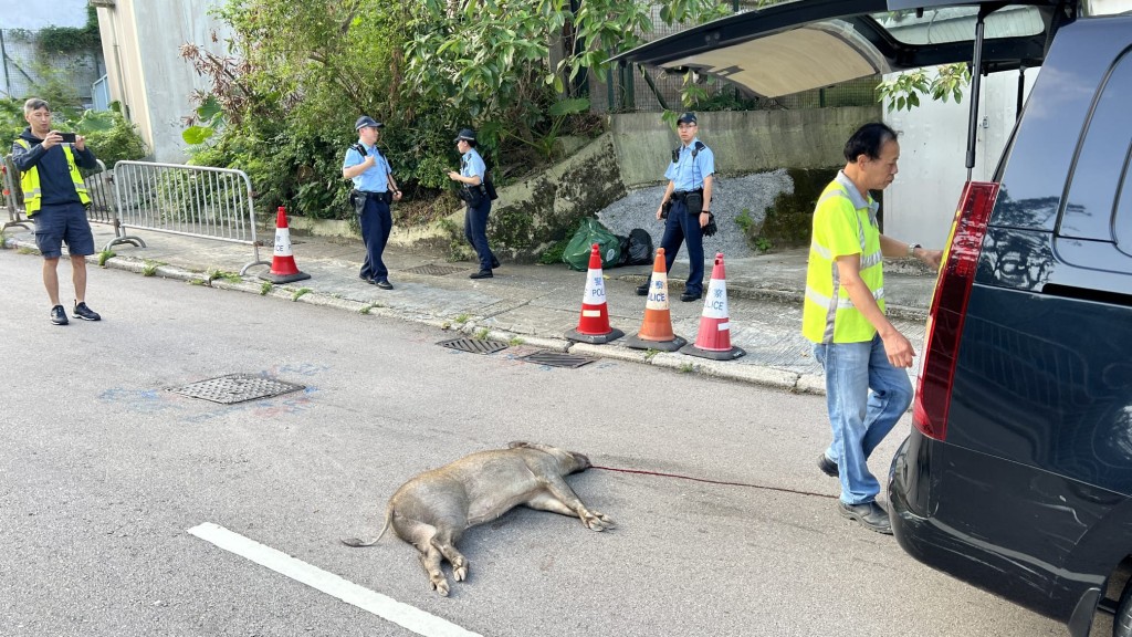 今早6時許,一集野豬在連城道上斜路段打橫衝出,不幸被一輛行駛中的私家車撞斃。黎志偉攝 今早6時許,一集野豬在連城道上斜路段打橫衝出,不幸被一輛行駛中的私家車撞斃。黎志偉攝