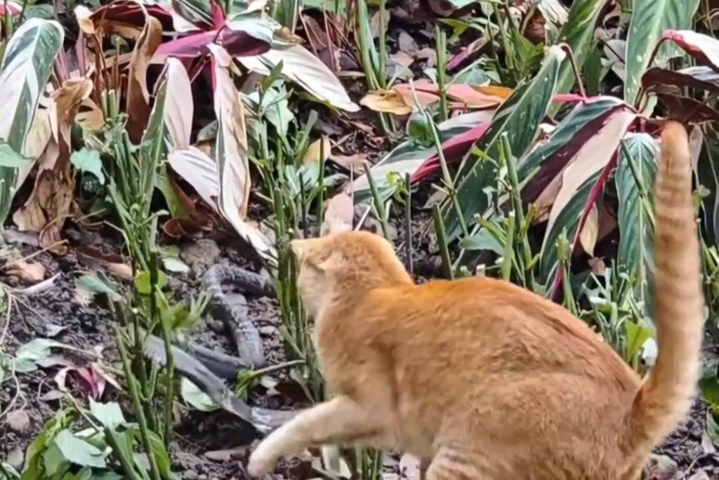 橘猫和眼镜蛇对峙（广东广播电视台）