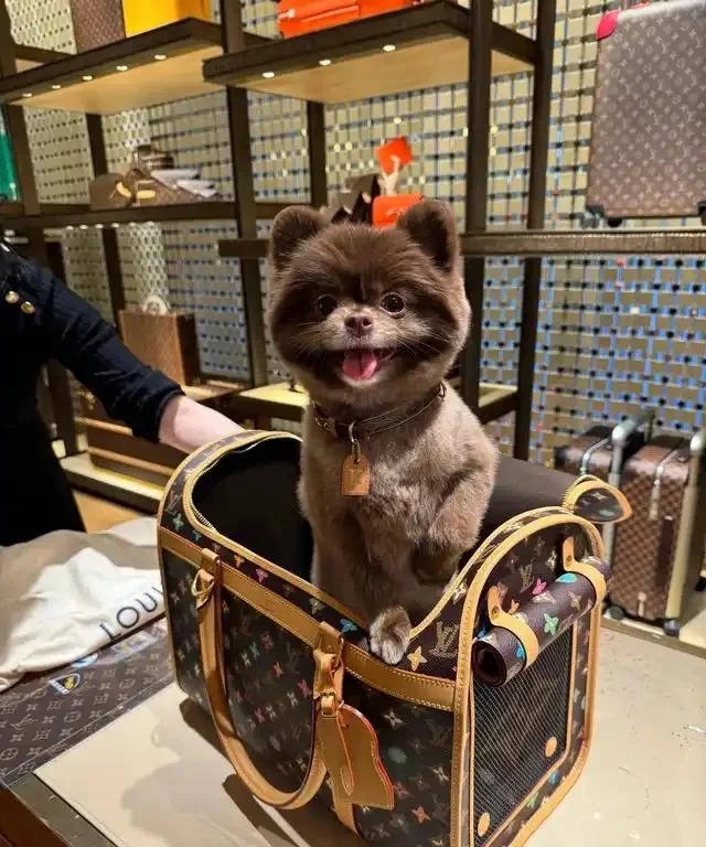 鍾欣潼的愛犬Kuma坐在LV專門店的寵物旅行袋中，可愛模樣融化人心。