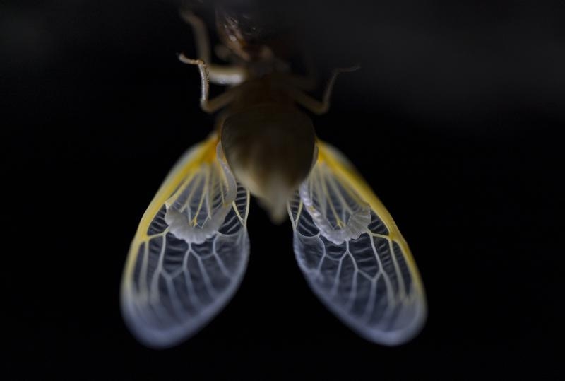 「周期蟬」是擁有半透明翅膀的紅眼昆蟲。AP圖片