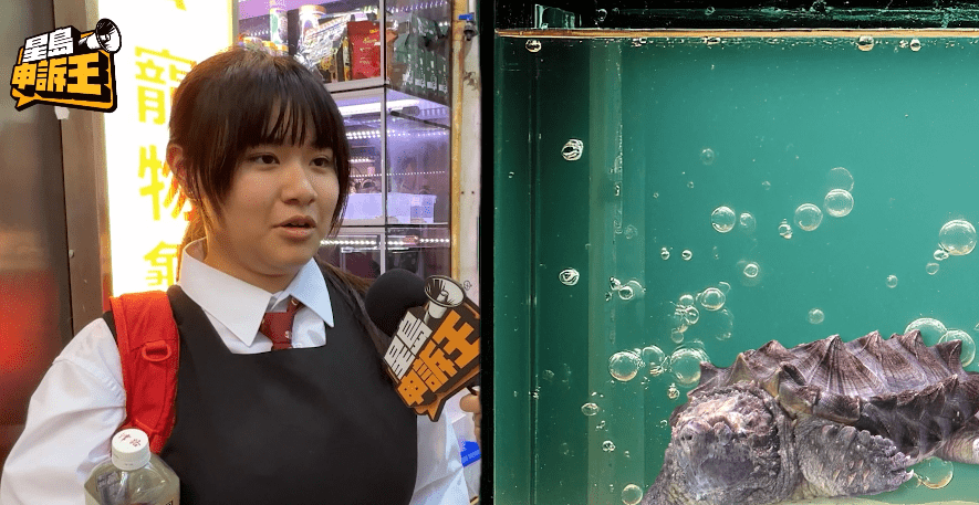 受訪學生Sabrina表示，家中從事養龜行業，所以與鱷龜接觸比較多。