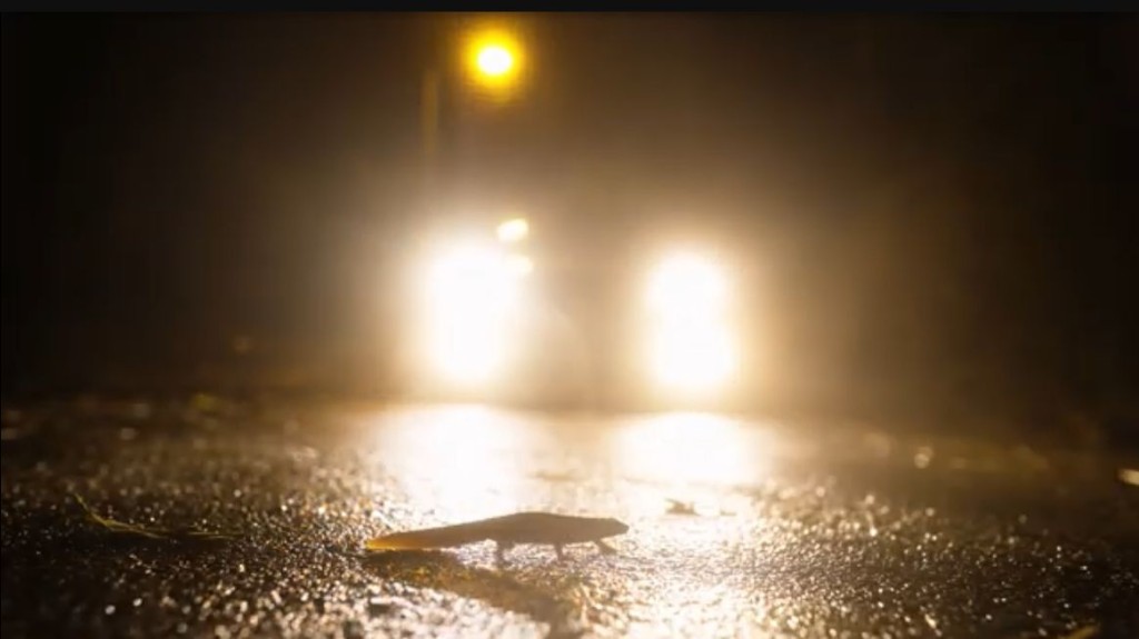阿城模擬拍攝瘰螈於深夜橫過馬路的場面。