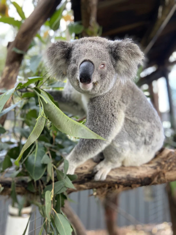披衣菌會導致樹熊失明。 Koala Conservation Australia 披衣菌會導致樹熊失明。 Koala Conservation Australia
